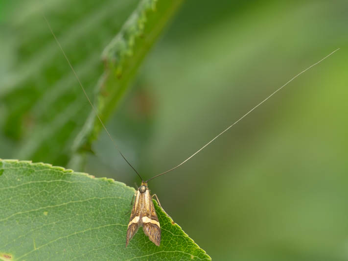 Nemophora degeerella (Yellow-barred Longhorn).jpg
